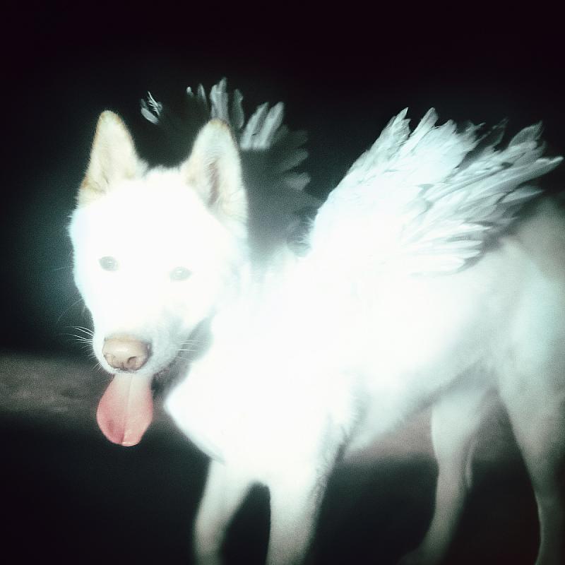Stereogum | Fat Dog Announce New Album Cancel Me (I’m Tired)
